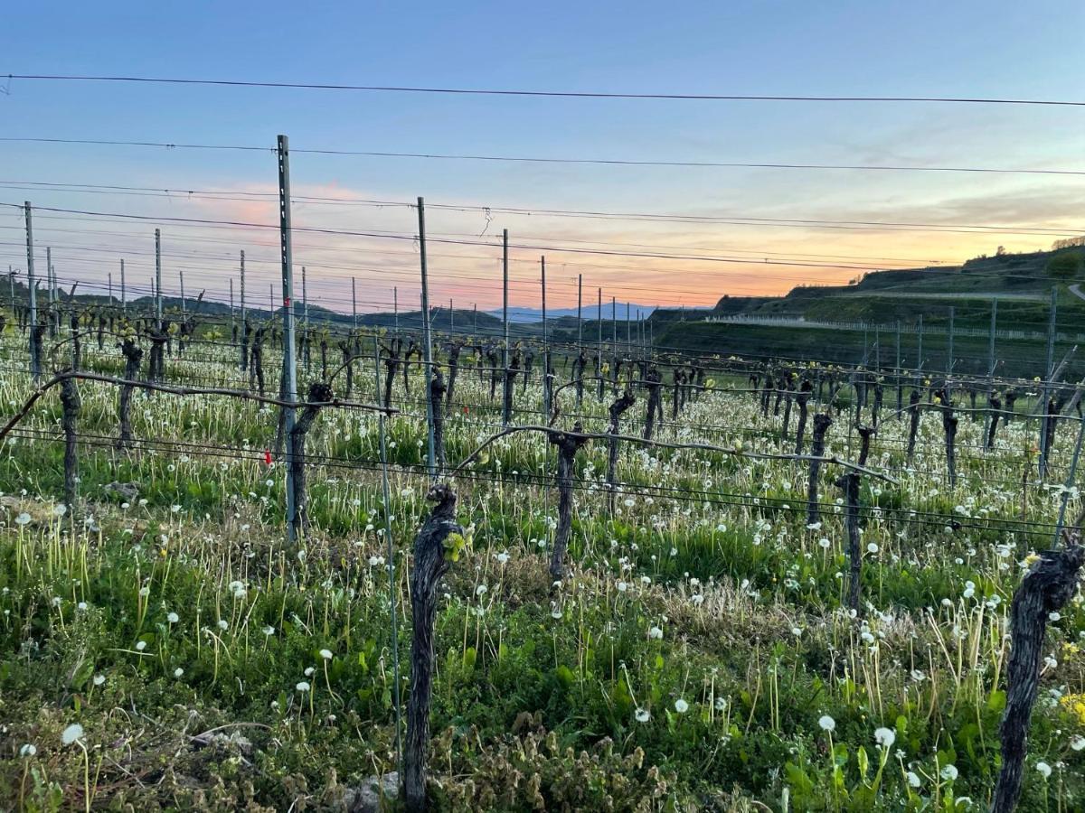 Apartamento Weingut & Strausswirtschaft Vogel Vogtsburg Exterior foto